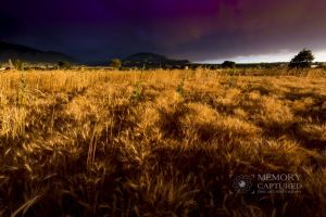 Wheat in the storm_16.jpg